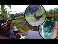 Download Lagu Berburu Ayam Hutan,, Tapi Ayamnya Pada Di Jalan 😄