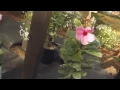 How to Plant Around a Mailbox