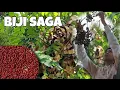Download Lagu Cara mengolah biji langka || biji saga || pohon segawe acacia curly bean dilmawi