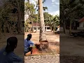 Lagu Ini adalah cara luar biasa untuk menebang pohon kelapa #gergajimesin #menebangpohon #trending