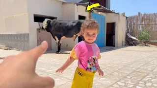 اصالة لما شافت عجل العيد لتاني مرة شوف عملت معاة اية 