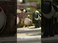 Download Lagu Ice Duck🐑🐑 #shorts #shaunthesheep #cartoonforkids  #fullepisodes #english #animation