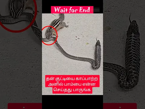 தன் குட்டியை காப்பாற்ற அனில் பாம்பை என்ன செய்தது பாருங்க #snake #hunting #shorts