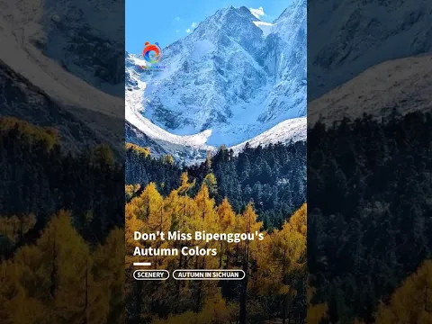 Autumn in Bipenggou is like an oil painting created by nature itself!  🎨🍂| Sichuan