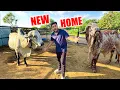 Download Lagu Arjun Bull Ka NEW HOME😍