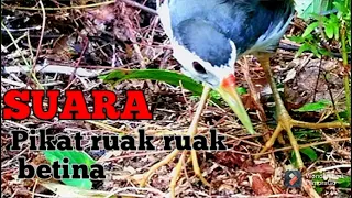 Download suara pikat burung ruak-ruak betina @aguspranotoCN MP3