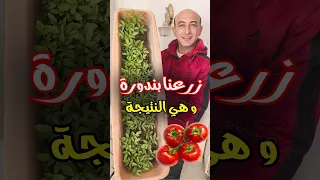 زرعنا بذور الطماطم و هذه النتيجة 
