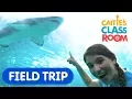 Download Lagu Explore Underwater Animals At The Aquarium | Caitie's Classroom Field Trip | Shark Video for Kids
