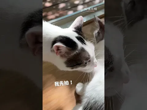 排隊順序很重要!!#寵物 #cat #貓咪 #貓咪日常 #貓