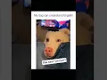 Download Lagu Dogs being idiots part 175l 😂| Funny dogs compilation #funnydog #funnypet #cutedog #dog #dogsworld