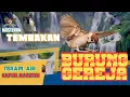 Download Lagu Masteran tembakan Burung Gereja, JUOSS.!! Tetapi Air