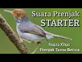 Download Lagu Suara Prenjak Starter - suara khas prenjak betina