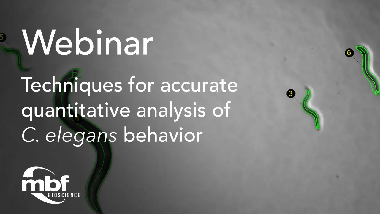 Techniques for accurate quantitative analysis of C. elegans behavior