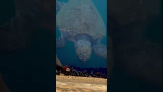 WE LOVE OUR OCEAN LIFE! #worldearthday 🌎⛵️ #sailing #boatlife #ocean #shorts