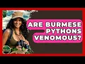 Are Burmese Pythons Venomous - Reptilian Wonders