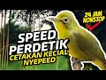 Download Lagu Masteran Kecial Kuning Speed Perdetik Untuk Cetak Kecial Nyepeed | PEPADU KECIAL