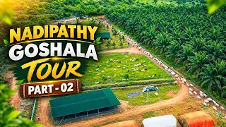 Nadipathy Goshala - Tour Part 02 - A Serene Goshala thats home for 10600+ Cattle | Nadipathy Village