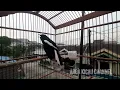 Download Lagu Burung Kacer Gacor Ngobra gacor dor tarung ngobra dijamin Kacer lain langsung ngeplay Buka Ekor !