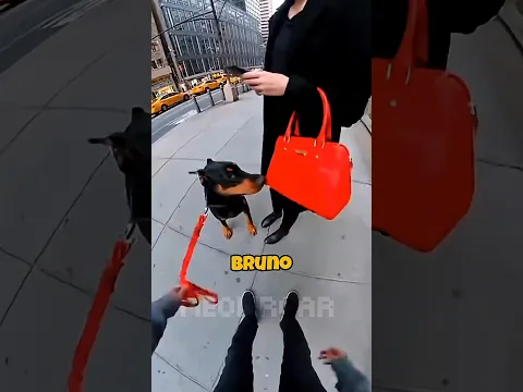 Brave Dog Saves People From an Explosion💥 #shorts