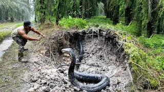 Download THE APPEARANCE OF THE TRANSFORMATION OF THE BLACK KING COBRA SNAKE IN KALIMANTAN | RESCUE | SNAKE MP3