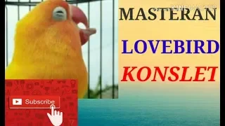 Download MASTERAN LOVEBIRD KONSLET NADA KERING || Jantan nada kering MP3