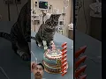 Download Lagu #animalintelligence #cat #cake #o #cute #aiandcats #happybirthday #aicats #funny #kitten