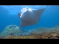 The Secret World of Manta and Mobula Rays