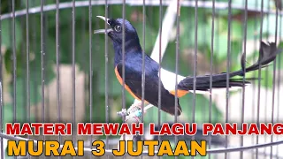 Download murai batu tembakan serem cuman 2 - 3 juta saja ! MP3