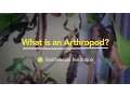 What is an Arthropod