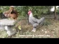 Lagu Screaming Chickens, My Crazy Chickens love to Scream, The Funny Noises Chickens Make