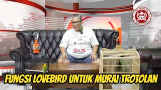 Download FUNGSI LOVE BIRD UNTUK MURAI TROTOLAN MP3