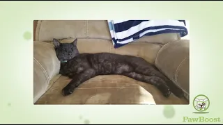Atticus s Happy Tail