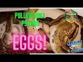 Pulling Ball Python Eggs Beast