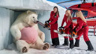 The story is about a pregnant bear in distress and