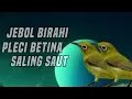 Download Lagu Suara pleci betina saling saut bikin jebol birahi jantan buka paruh 