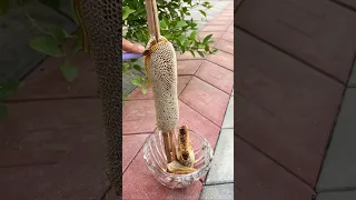 خلية عسل بوطويق من موسم السمر الحمدلله رزق جميل 