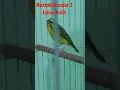 Download Lagu Burung Mozambik jantan umur 2 tahun lebih 😀  #shorts #finch #mozambik #kenari