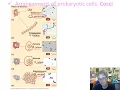 Ch 11 Classify prokaryotes Su 20