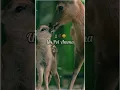 Download Lagu Oru murai enna paar amma... song#👩‍👦🥀😞
