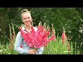 Gladiolus How to Plant Grow Harvest and Store Gladiolus Corms Northlawn Flower Farm