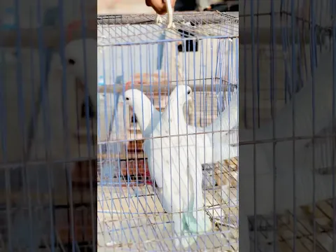 Aaj leke aaye Sunny Bhai ❤️ ek Joda #kabootarba #pigeon #kabootarba