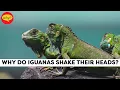Why do iguanas shake their heads Fascinating facts Why Things Happen