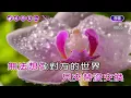 白天不懂夜的黑~那英~女Dm調~伴奏~導唱丙