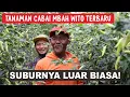Lagu Tanaman cabe mbah wito gagal panen. begini lah faktanya... ??