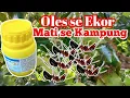 Download Lagu cara membasmi semut dengan insektisida Regent 50 SC | insecticide Regent#racunsemutpalingampuh