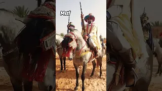 ركب لبيض سيد الشيخ 2023 فنتازيا الجزائر 833 