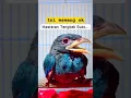 Download Lagu Tengkek Buto sang master handal #tengkek #birdvideos #bird #birdwatchingvideos #bird #burung