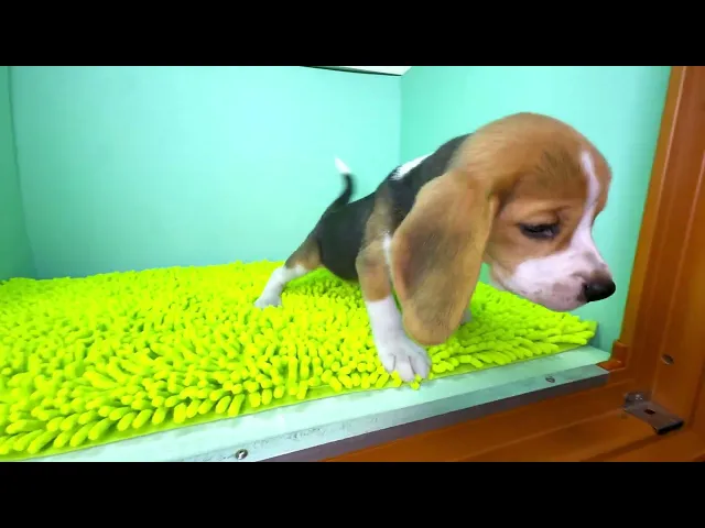 動画