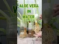 Download Lagu propagate ALOE VERA in water #shorts #aloevera