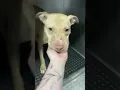REST IN PEACE to all the innocent Souls murdered at LEE COUNTY DOMESTIC ANIMAL SERVICES
